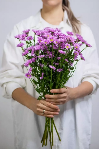 Хризантема Santini сиреневый 1шт