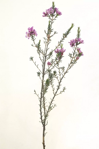 Вакс Flower  1шт