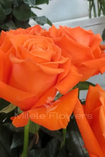 Роза Spritz, (оранжевый) 1шт