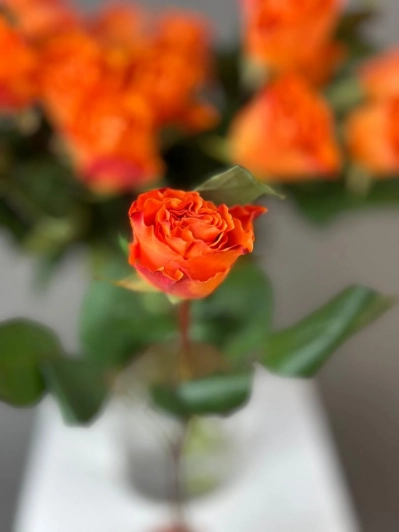 Роза Spritz, (оранжевый) 1шт