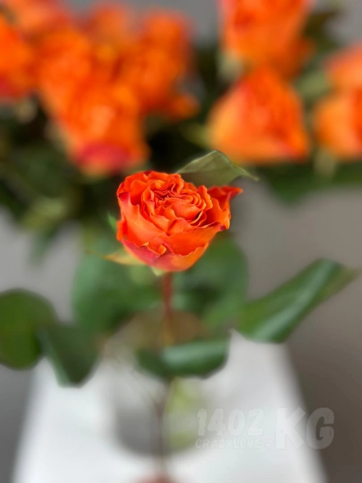 Роза Spritz, (оранжевый) 1шт