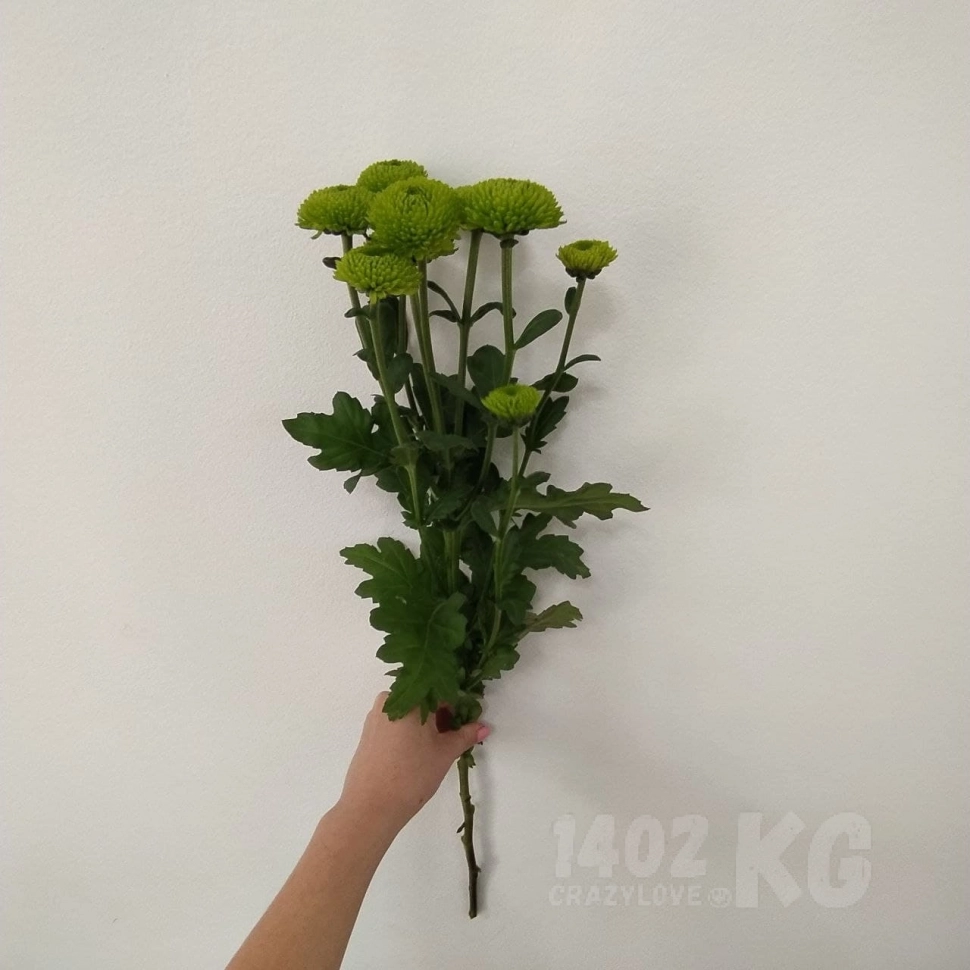 Хризантема Feeling Green (Зеленый) 1шт