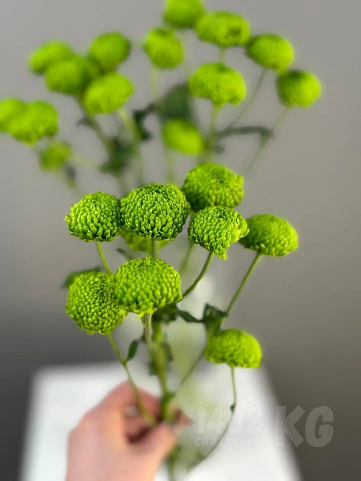 Хризантема Feeling Green (Зеленый) 1шт
