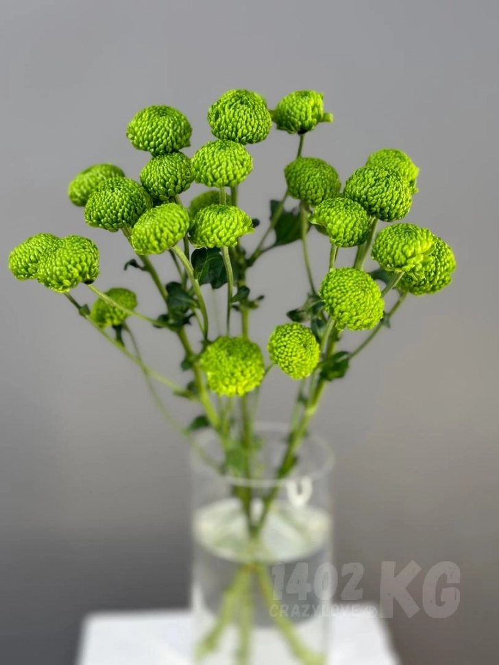 Хризантема Feeling Green (Зеленый) 1шт