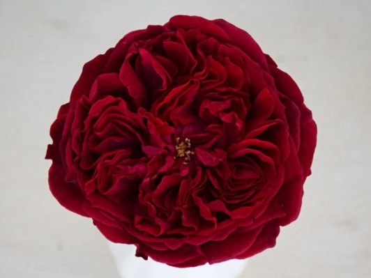 Роза David Austin Tess (Бордовый) 1шт