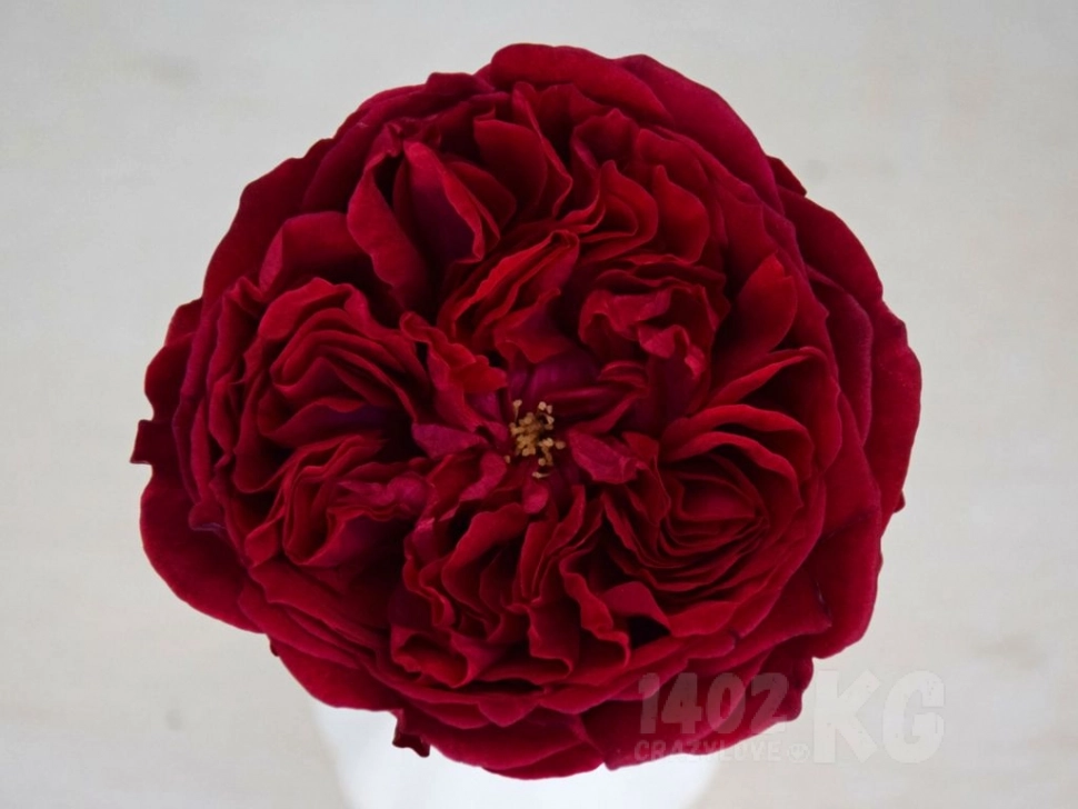 Роза David Austin Tess (Бордовый) 1шт