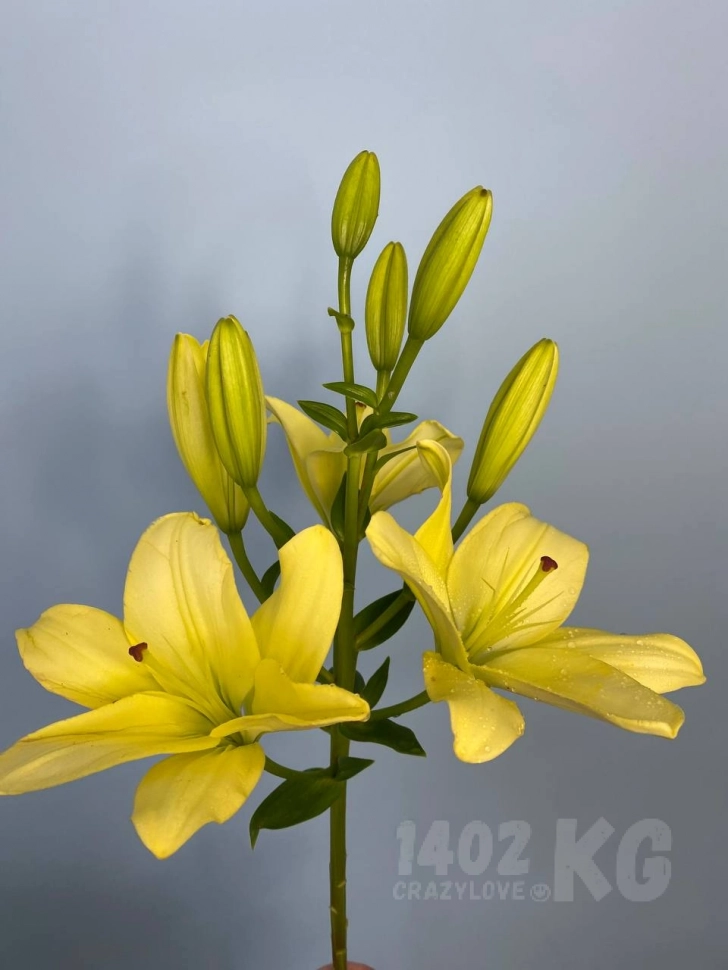 Лилии микс
