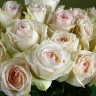 Роза,  (White Ohara) 1шт