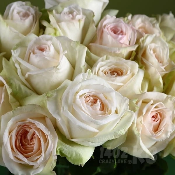 Роза,  (White Ohara) 1шт