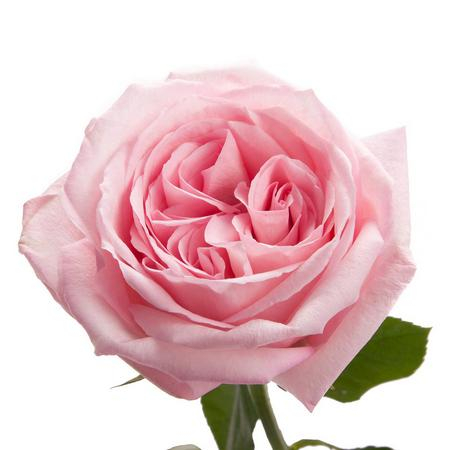 Роза, (Pink Ohara) 1шт