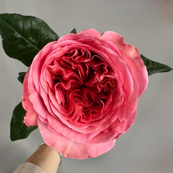Роза, Pink Expression, 1 шт
