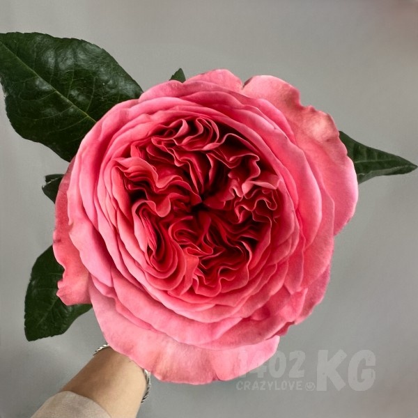 Роза, Pink Expression, 1 шт