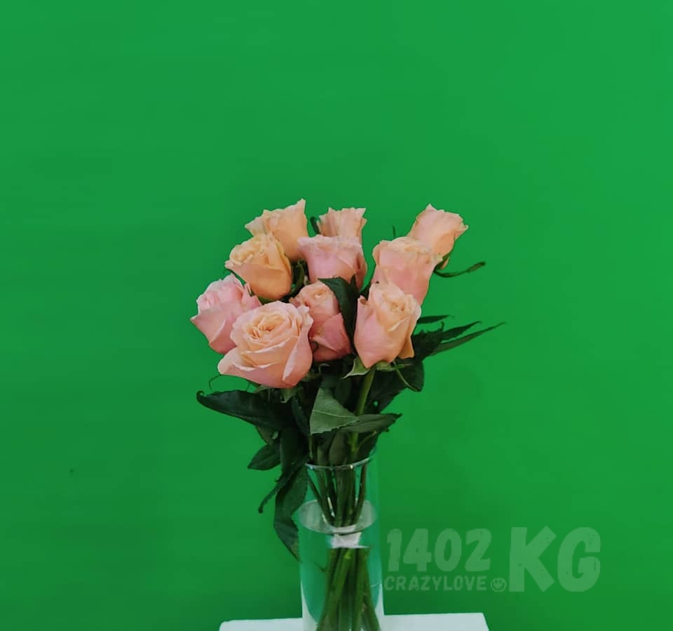 Роза коралловый 1шт