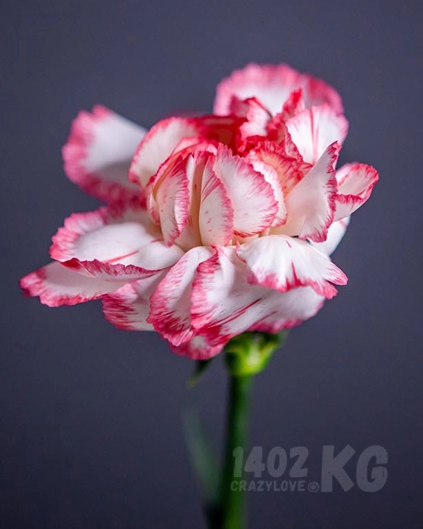 Гвоздика Dianthus Kino 1шт