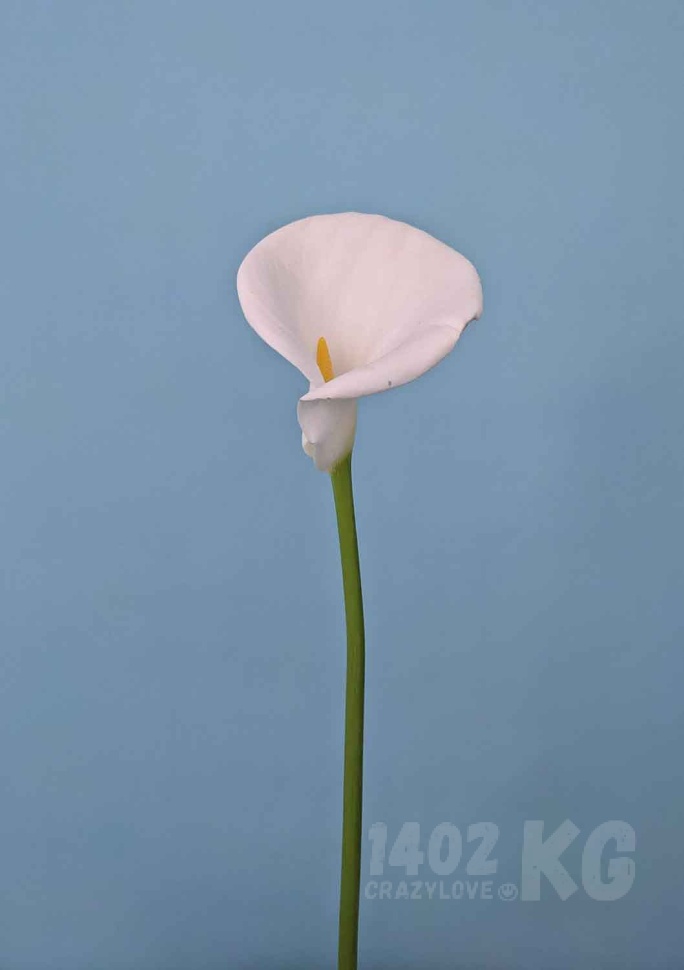 Заказать цветы: калла, лат. Zantedeschia