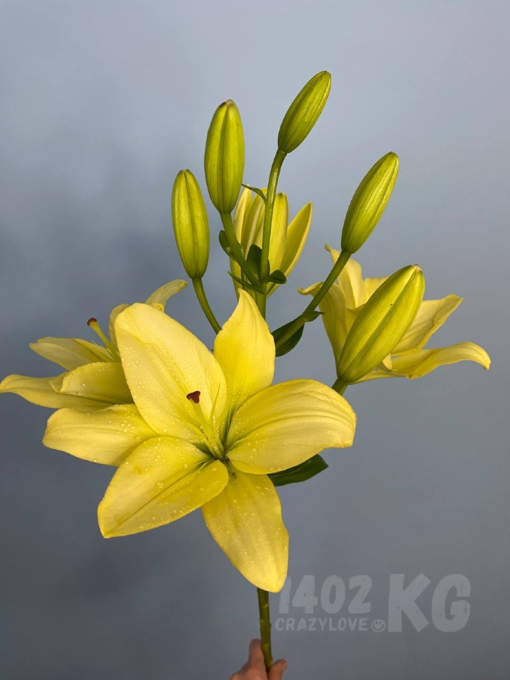 Заказать цветы: лилия лат. Lilium