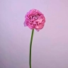 Ранункулюс, лат. Ranunculus