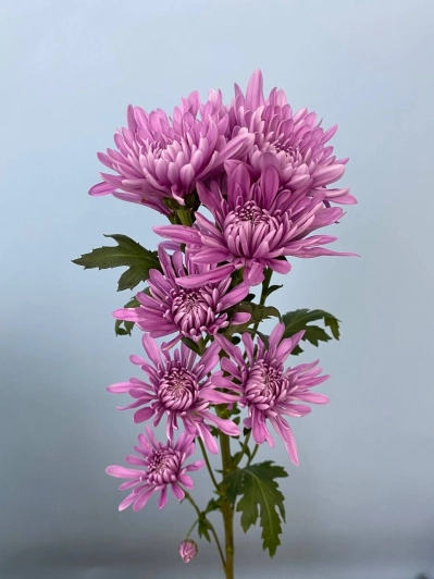 Заказать цветы: хризантема лат. Chrysanthemum (сиреневая)