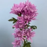 Хризантема лат. Chrysanthemum (сиреневая)