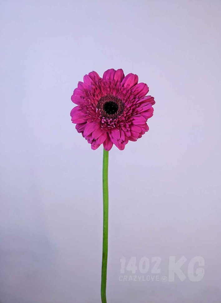 Заказать цветы: гербера, лат. Gerbera
