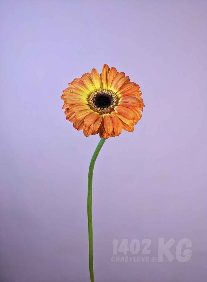 Заказать цветы: гербера, лат. Gerbera