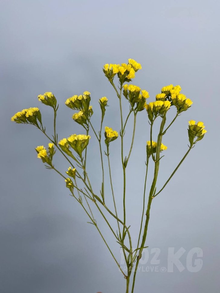 Заказать цветы: статица лат. Limonium (желтая)