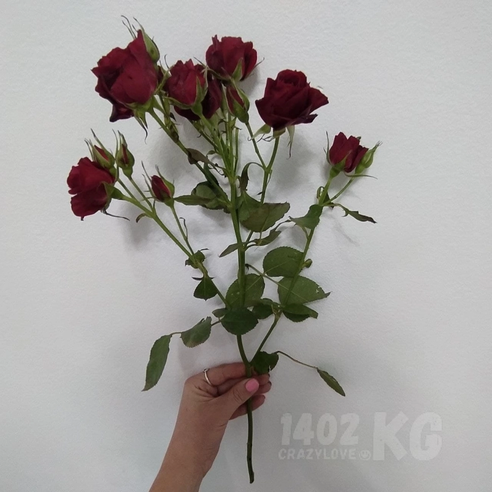 Спрей роза, красный 1шт