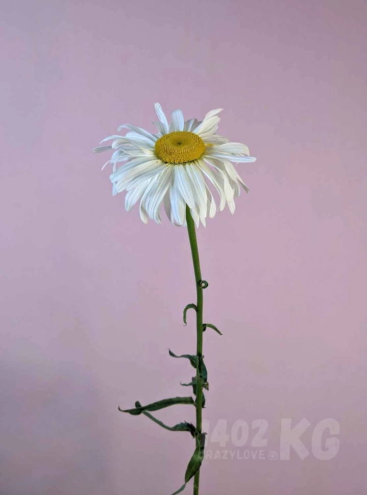 Заказать цветы: леукантемум, лат. Leucanthemum