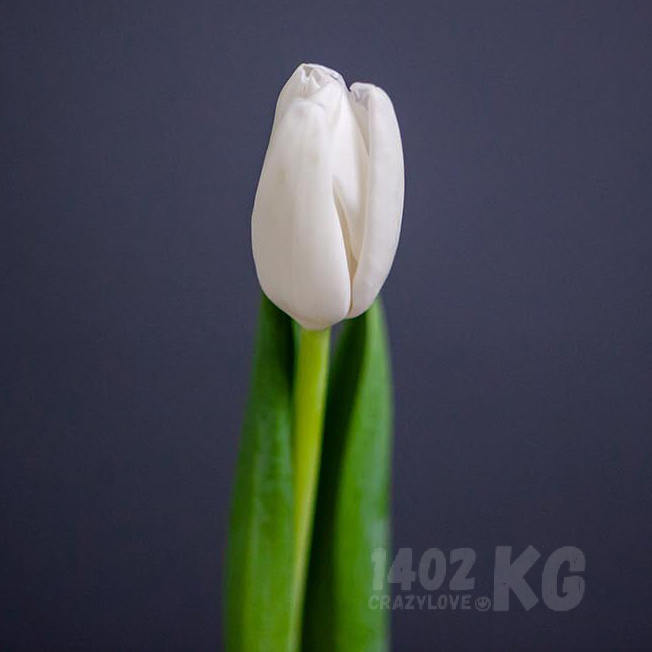 Тюльпан, белый, местный 1шт 