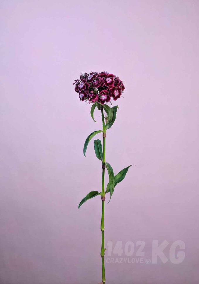 Заказать цветы: гвоздика турецкая, лат. Dianthus barbatus