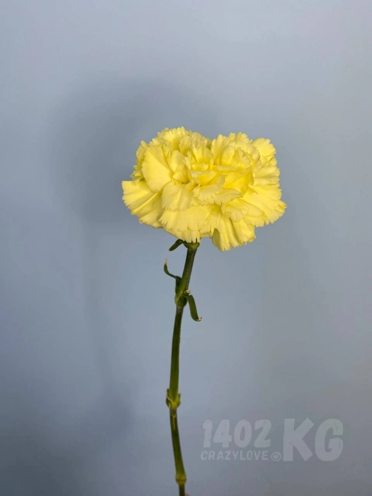 Заказать цветы: гвоздика лат. Dianthus (желтая)