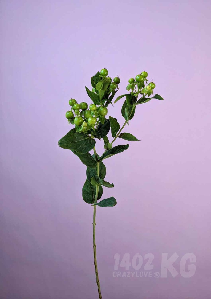 Заказать цветы: гиперикум, лат. Hypericum