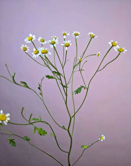 Заказать цветы: танацетум матрикария, лат. Tanacetum matricaria