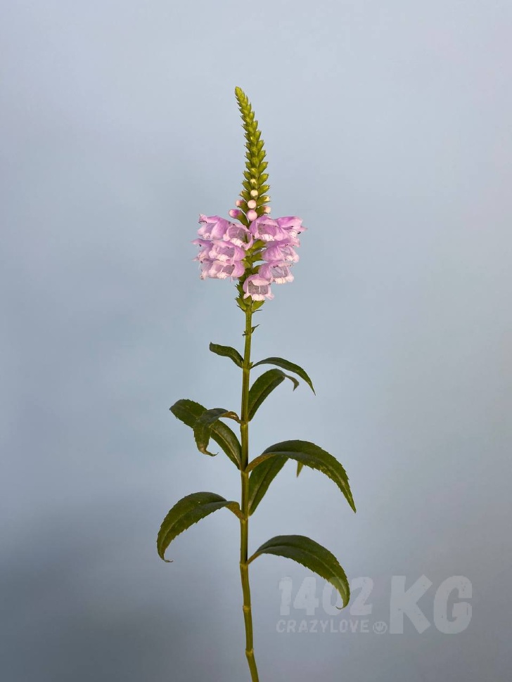 Заказать цветы: физостегия лат. (Physostegia)