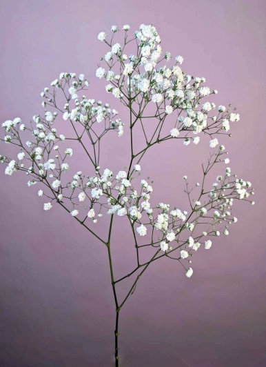 Заказать цветы: гипсофила, лат. Gypsophila