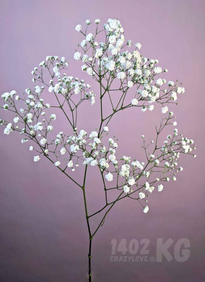 Заказать цветы: гипсофила, лат. Gypsophila