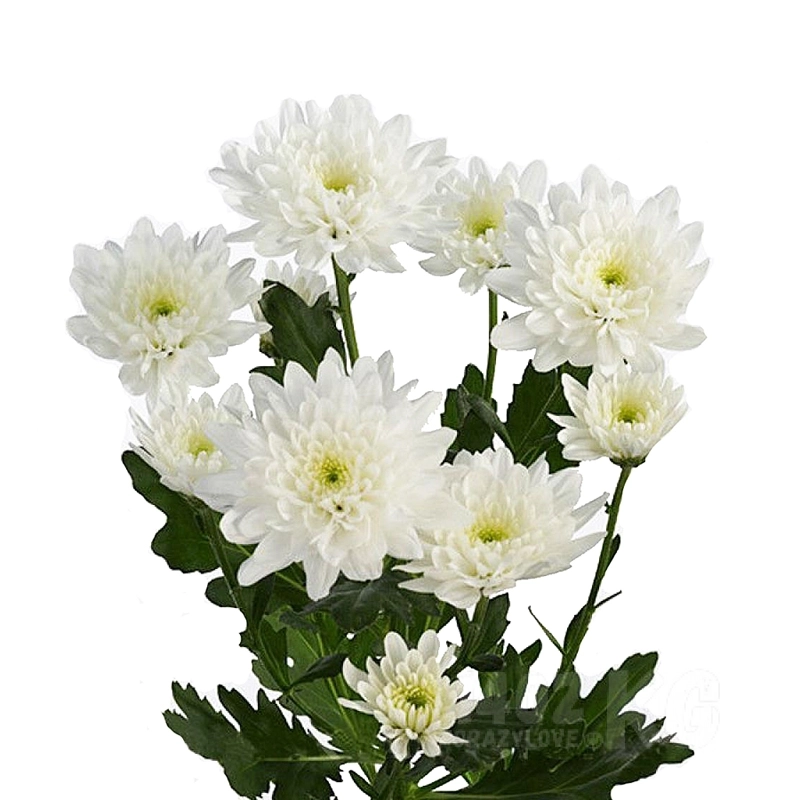 Хризантема кустовая, сезонная, (белый) 1шт