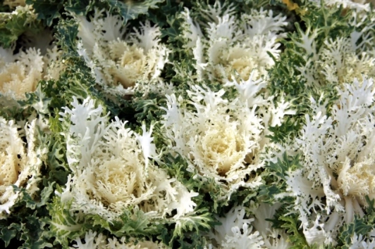 Брассика белая, 1 шт